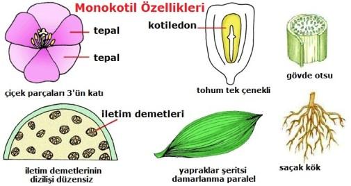 Monocotyledonae-Dicotyledonae Farkları I.