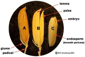 uzun ipliksi, Stigma 2 adet tüylü 13 14 Poaceae nin diğer özellikleri Meyva, nişasta bakımından zengin karyops Perikarp, testa ile yapışık Poaceae familyası bitkileri, farklı özelliklerine göre 4