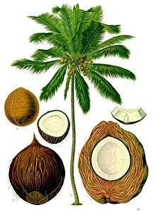 Takım: Arecales Familya: Palmae (Arecaceae) Palmiyegiller Tür: Serenoa repens (Sabal serrulata) (Cüce palmiye) Tropik ve subtropik bölge bitkileri, TR de - Monoik odunlu