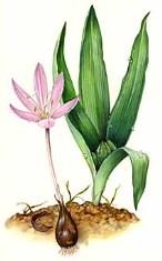 Tür: Colchicum autumnale- Acı çiğdem Çok yıllık otsu Avrupa bitkisi, soğanlı ve zehirli Drog: Colchici semen (TK) Yaz sonu olgunlaşan tohumlar alkaloit (kolşisin) taşır Romatizma ve gut hastalığında