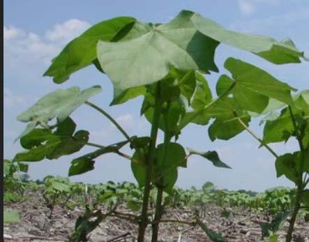 Levant pamuk (Levant Cotton) Gossypium