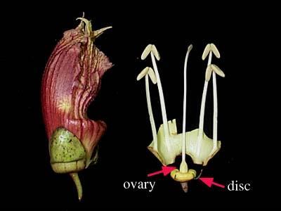 Didinam: Bir çiçekte 4 stamen bulunur ve bunların