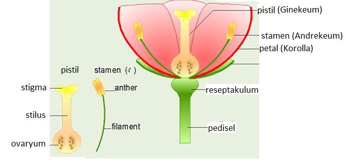 ÇİÇEK Çiçek, Angiospermlerin eşeysel üreme organıdır.