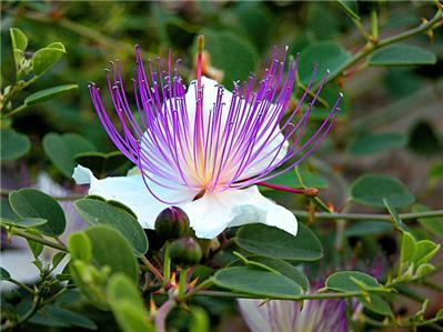 Althaea, Hibiscus 2.