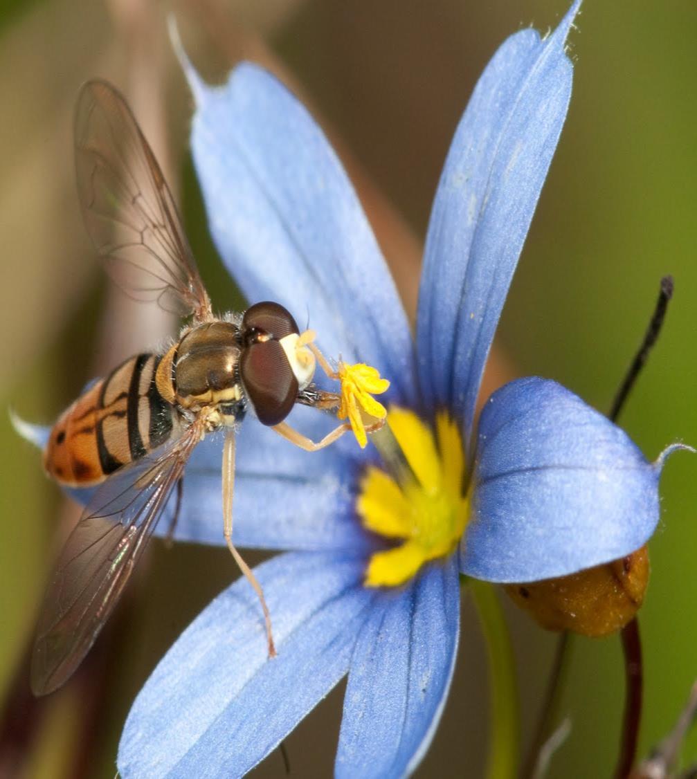 polenini çiçeğe gelen böcek üzerine döker.