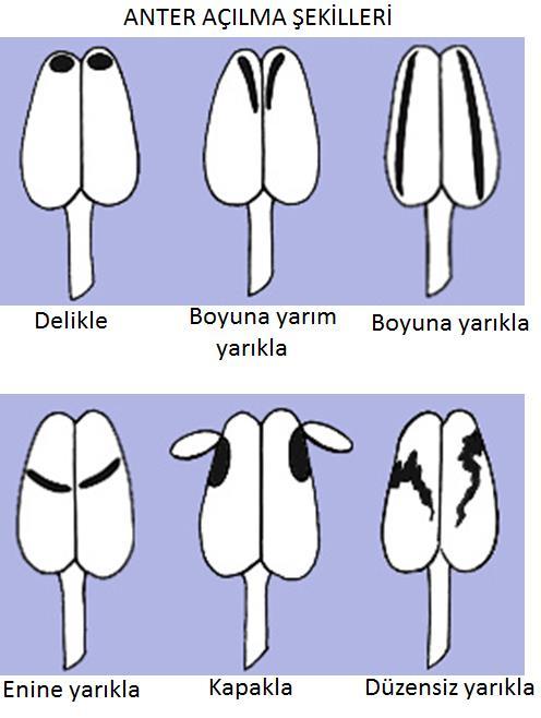 Anterlerin açılması (dehiscens) çeşitli şekillerde olur: boyuna