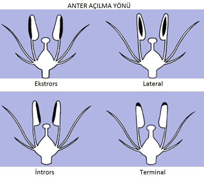 Yarıklar anterin içi yüzünde, yani çiçeğin ortasına bakan yüzünde