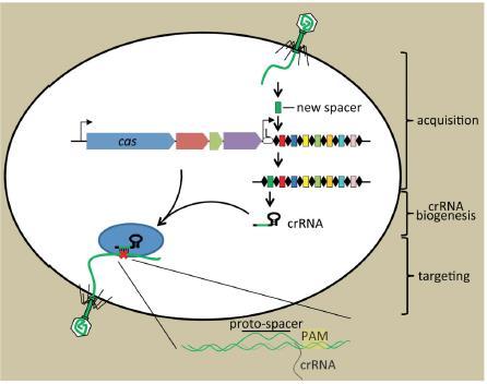 Bakterilerde Adaptif İmmünite: CRISPR-Cas Sistemleri; Barrangou R, et al:crispr-cas systems: