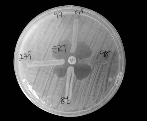 Genifllemifl Spektrumlu Beta-Laktamaz Üreten Escherichia coli ve Klebsiella spp. Sufllar n n Ertapenem ve Di er Karbapenemlere Karfl Duyarl l klar n n Araflt r lmas Tablo III.