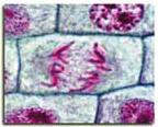 6 Bitki hücrelerindeki kromozom sayısı hayvanlardaki kromozom