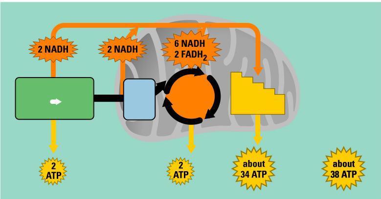 Bir molekül glikozun aerobik solunumu ile atmosferden 6 molekül oksijen alınarak 6 şar molekül su ve CO2 verilirken 38 ATP molekülünde de enerji daha sonra kullanılmak üzere P bağlarıyla