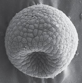 HAYVANLAR NASIL SINIFLANDIRILIR Embryonik gelişim Doku oluşumu: Diploblastik: embryoda ektoderm (dış) ve endoderm (iç) olmak üzere 2 hücre tabakası bulunur.