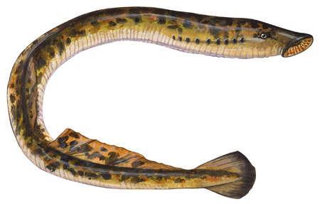BALIKLAR solungaç solunumu yaparlar 3 grup: 1. çenesiz balıklar; erginlerinde notokord bulunur. çeneleri ve dişleri yoktur. vücutlarında pullar bulunmaz. bazı türler parazittir.