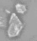 M 26 sırındaki diopsit kristallenmesini gösteren EX analizi. Figure 5. EX pattern taken from M 26 glaze exhibiting diopside crystallization. 4.