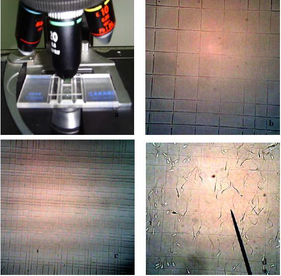 20 Resim 7. Nativ spermada yoğunluk tayini a) Thoma lamı b) Thoma lamının mikroskop kamarasındaki görünümü c) Thoma lamında bir büyük karenin görünümü d) büyük kare içerisindeki spermatozoonlar. 2.5.