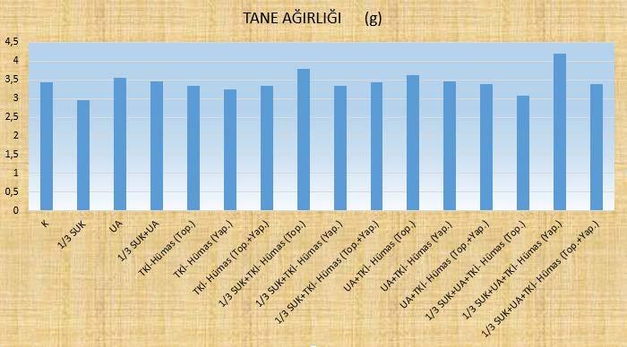 Şekil 3.13. Uygulamaların tane ağırlığı üzerine etkileri 4.6. Tane Uzunluğu Çizelge 3.8 deki verilere göre, en yüksek tane uzunluğu 18.02 mm ile UA+TKİ- Hümas (Top.