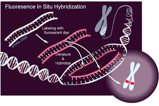 FISH (Floresan In Situ Hibridizasyon) Moleküler sito- genetikteki hızlı ilerlemeler, bantlama ve boyama tekniklerinin hızlı gelişimiyle sağlanmıştır.