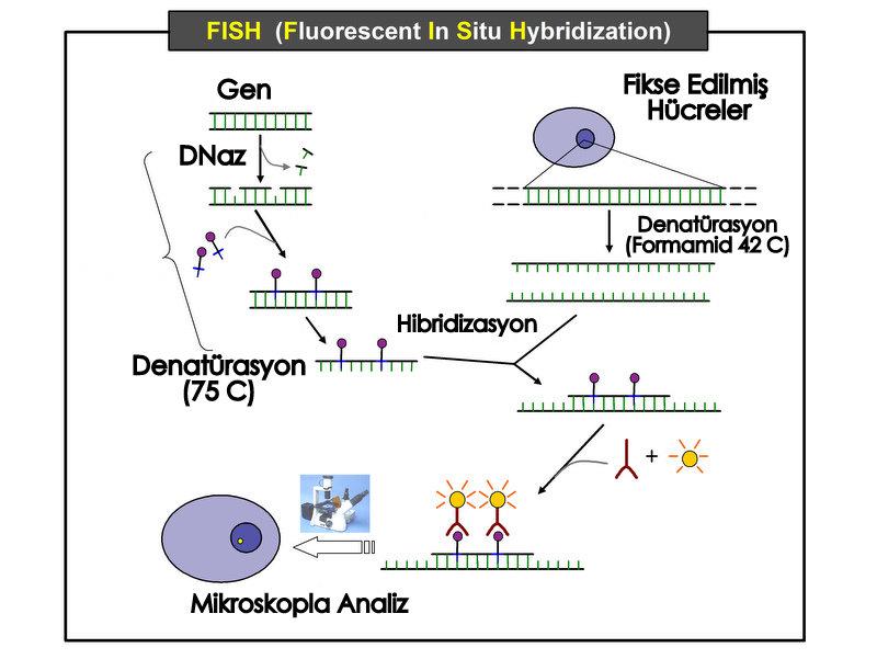Kromozomların çalışılmasında kullanılan birçok teknik, aktif olarak bölünen hücreleri gerektirirken (metafaz kromozomları), FISH aynı zamanda bölünmeyen hücrelere de