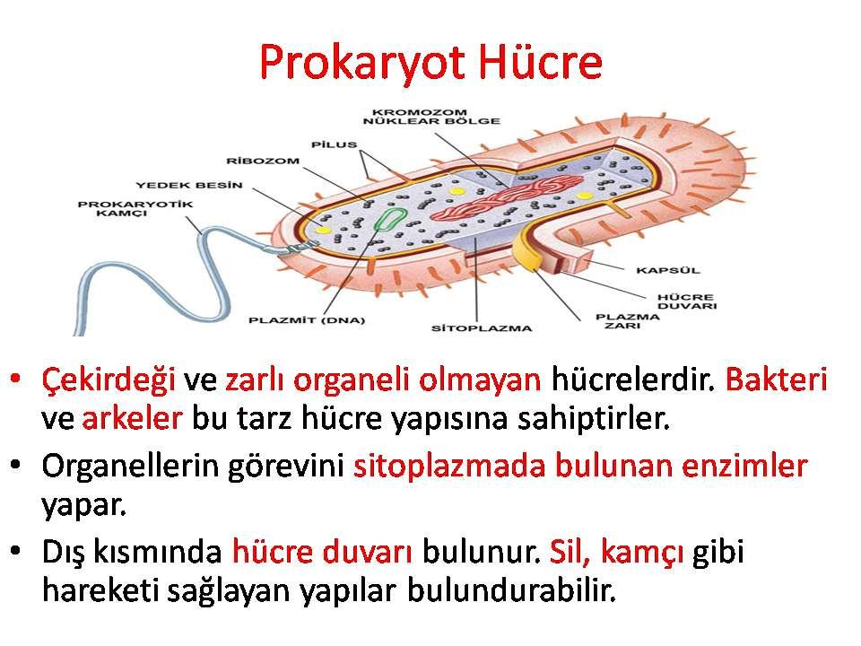 bakteriler (Bacteriophyta), mavi-yeşil algler (Cyanophyceae) gibi bazı aşağı organizmaların