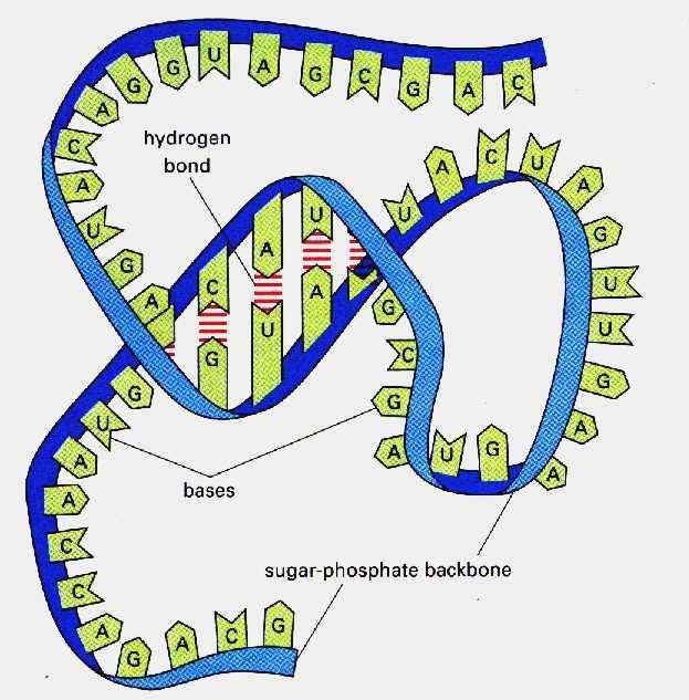 RNA