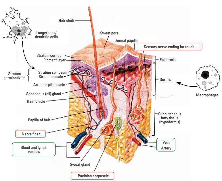 Dermal Yol Oberdörster G et al.