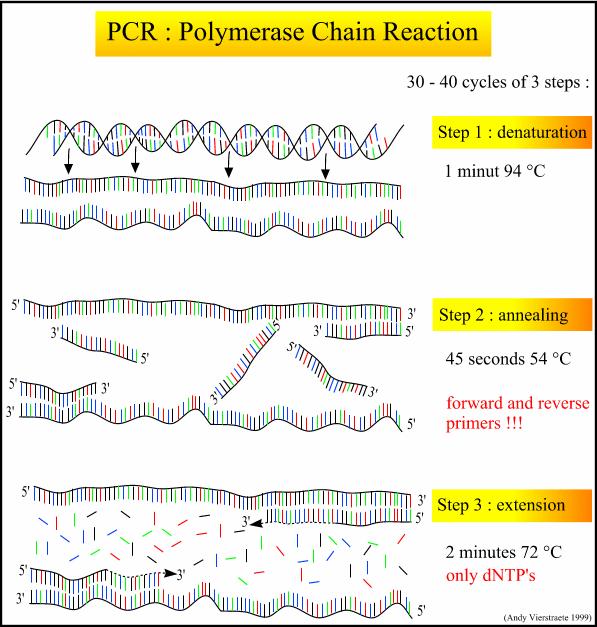 3- Polimerizasyon: Primer uzması, genellikle 72 C de veya DNA polimerazın optimum sıcaklığında gerçekleştirilir.