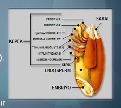 Buğday danesi dıştan içe doğru başlıca; Perikarp (%3.5-5.5), Testa (%0.