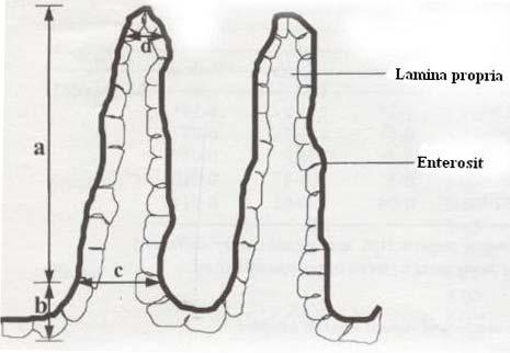 3. MATERYAL VE METOD Mahir KANYILMAZ (20