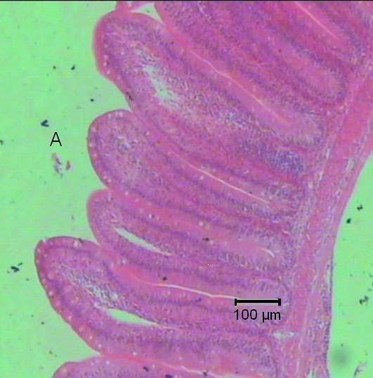 4. BULGULAR VE TARTIŞMA Mahir KANYILMAZ Çizelge 4.