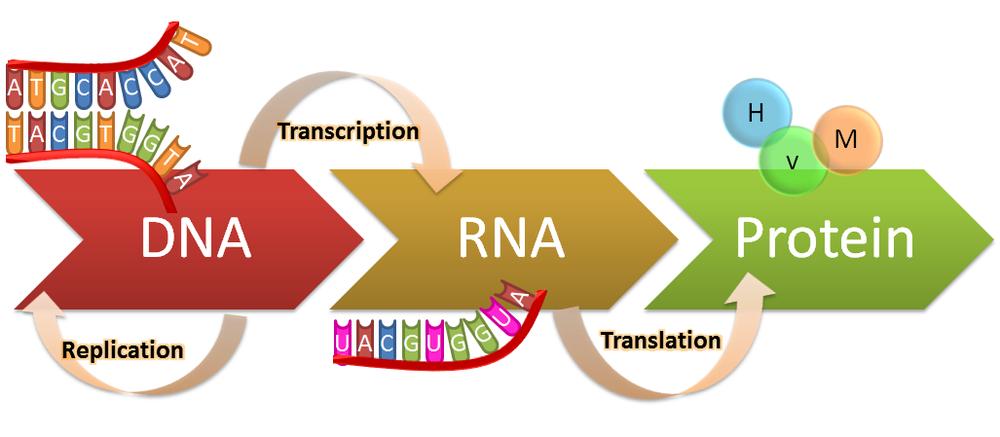 RNA Dünyası