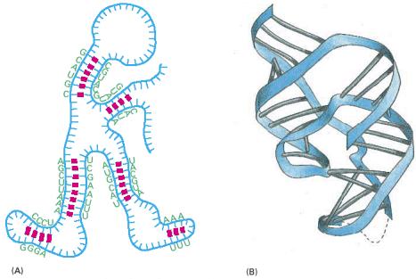 RNA