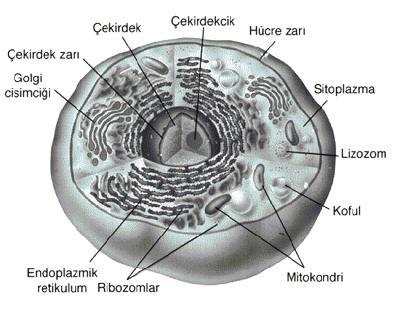 RNA Dünyası Hipotezi DNA molekülleri amino asit, trna, ribozom ve lipitlerle etkileşimleri nekcesinde; Kendi özelliklerini kalıtabilen