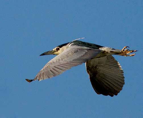 Boyu 45-55 cm, kanat açıklığı 80-90 cm arasındadır. Mustafa Uzun 2.Gece Balıkçılı (Nycticorax Nycticorax) (Night Heron): Beyaz, gri ve siyah renklerdedir.