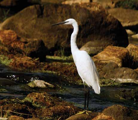 3.Büyük Ak Balıkçıl (Egretta Alba) (Great White Egret): En büyük ak balıkçıldır. Sırtından kuyruğuna ince tüyler uzanır.