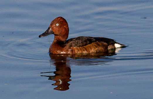 8. Yeşilbaş (Anas platyrhynchos) (Mallard): En büyük yüzey ördek türüdür. Erkeğinin başı koyu yeşildir, boynunda ince beyaz bir bant bulunur. Gagası sarı ve gövdesi gridir.