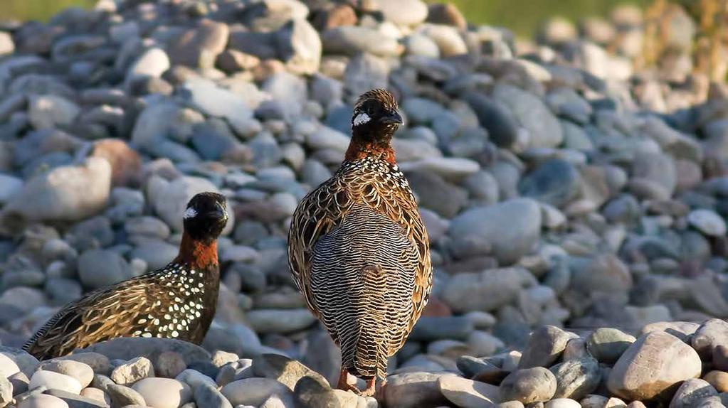 Kum Kekliği (Ammoperdix gresiogularis) (See-see Partridge): Başı gri, alnı ve sürmesinin üstü siyah, alt tarafı