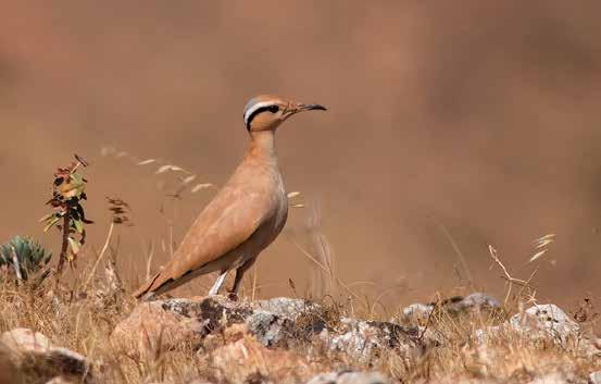 24.Çöl Koşarı (Cursorius cursor) (Cream-coloured Courser) : İnce yapılı, boz renkli, uzun bacaklı, kıvrık ve ince gagalıdır.