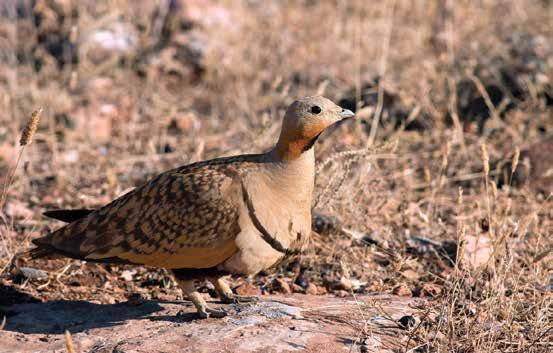 30. Bağırtlak (Pterocles orientalis) (Black-bellied Sandgrouse): Bölgedeki en büyük bağırtlaktır. Kuyruğu kısa, karnının tamamı siyahtır.