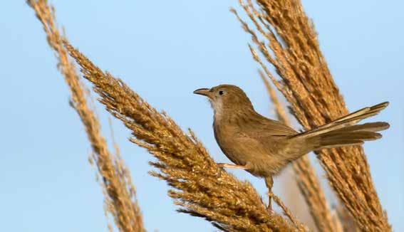 60. Irak Yedikardeş (Turdoides altirostris) (Iraq Babbler): Anadolu da bulunan tek Yedikardeş türüdür.