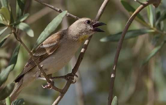 66. Sarı Boğazlı Serçe (Petronia xanthocollis) (Yellow-throsted Sparrow): İnce gagalı ve uzun kuyrukludur. Gagası üreme zamanında siyahtır.