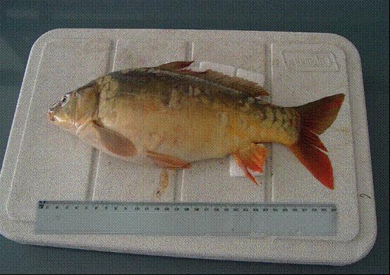 Cyprinus carpio Linnaeus, 1758 Figure 3b. Cyprinus carpio Linnaeus, 1758 Table 1. List of fish species and number from Seyhan Dam Lake. Figure 4.