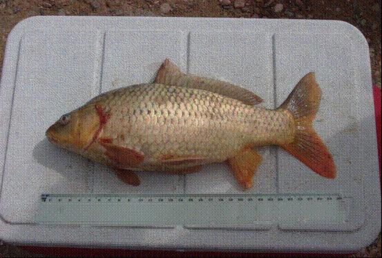 Carassius gibelio (Bloch, 1783)* 10 Acanthobrama sp.* 10 Alburnus sp.