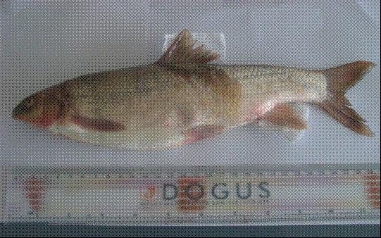 February 2005, 5 specimens; 18 March 2005, 3 specimens. Figure 16.