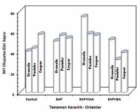 ileriki aşamalarda ise 8 saatlik ışık periyodunda yumru sayısı ve büyüklüğünün daha fazla olduğu belirlenmiştir. Ortiz-Montiel ve Lozoya-Saldana (1987) yumru oluşum başlangıcının 5.