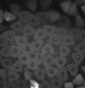 04 Dairesel içi dolu Dairesel içi boş Trilobal içi dolu Trilobal içi boş Şekil 1: Çalışmada kullanılan farklı kesite sahip filamentlerin mikroskop görüntüleri İpliklerin mukavemet testleri, Statimat