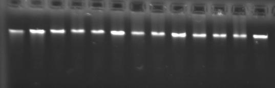 Görünen λ DNA konsantrasyonlarıyla, genotiplere ait DNA konsantrasyonları arasında bir karşılaştırma yapılarak, stok DNA ların konsantrasyonu tahmin edilmiştir.