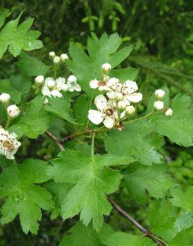 ÇD: Haziran Diospyros