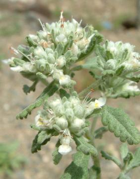 Mayıs-Ağustos Rubus