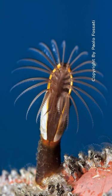 Crustacea da Beslenme Farklı beslenme tipleri : - Suspensivor : ex : Lepas