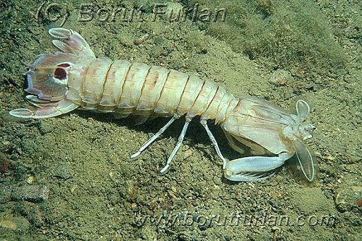 Crustacea da Beslenme Predatör ex: Squilla